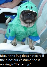 Biscuit doesn't care about flattering