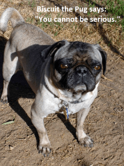 You Cannot Be Serious