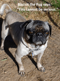 You Cannot Be Serious