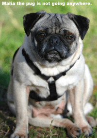 Malia is not going anywhere