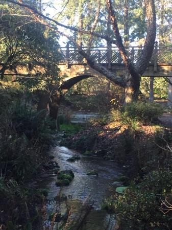 Picture in nature with a wooden bridge in the backround with trees and greenery in front and a stream running through the center of the picture.
